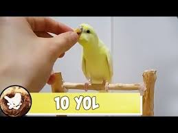 muhabbet kusu sizi sevmesinin 10 yolu youtube muhabbet kuslari kusu kus