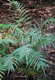 Image result for Amblovenatum