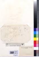 Image result for Campylostemon angolense