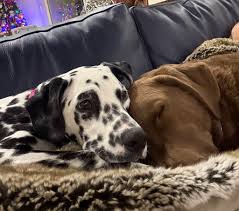 Paradise Valley Rescue added a...