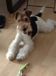 Foxterrier Joy Wire Fox Terrier Pet Fox Wirehaired Fox Terrier