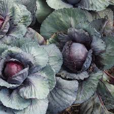 Check spelling or type a new query. Growing Cabbage Instructions Growing Tips Advice Pictures