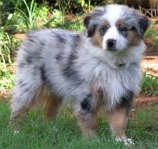 5 dog breeds that look like puppies forever. Dogs That Stay Puppies Forever Mini Australian Shepherds Imgur