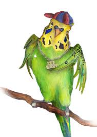Welcome back to another drawing video. Budgies Daltonsart