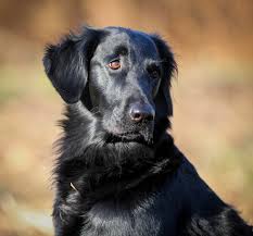 Image result for flat coated retrívr