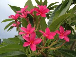 Polynesian Red Plumeria Red With Yellow Orange Throat Plumeria Bloom Flowers