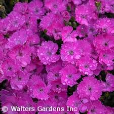 Be the first to rate this. Acorn Farms Genus Nursery Bulk Wholesale Trees Shrubs Perennials Roses Annuals For Green Industry