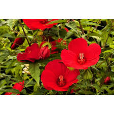 Image result for Hibiscus noldeae