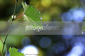 Besar hd daun foto, embun, gambar latar belakang hijau daun. Fotografer Net Galeri Antara Daun Embun Amp Bokeh