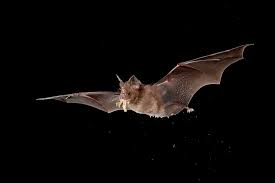 Bats accounted for six of the 35 confirmed cases of rabies in kentucky in 1999. How Do Bats Live With So Many Viruses The New York Times