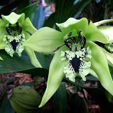 Maybe you would like to learn more about one of these? Anggrek Hitam Papua Keindahan Surgawi Yang Diperebutkan Dunia