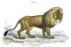 The löwen were once kings of a jungle area somewhere in africa. Lowe Beschreibung Welt Der Katzen