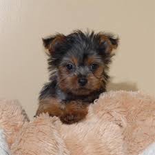 These puppies located in birmingham come from many different zip codes, including, 35216 lovelingas birmingham, al 35201. Lovely Tea Cup Yorkie Puppies For Free Adoption In Birmingham Alabama Gun Classifieds Gunlistings Org