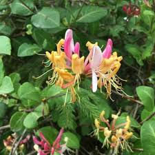Dormant shipping in winter and early spring months. Lonicera Periclymenum Honeysuckle Serotina Spd Fife