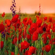 Image result for Poppy Red 1999 AAV