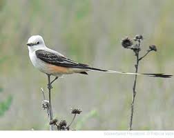 Birds Native To Oklahoma Central Ok Checklist Oklahoma City Audubon Society Bird Pictures Birds Horse Pictures