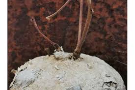 Image result for Raphionacme madiensis