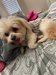 Has anybody seen my dog? Her name is Chanel.