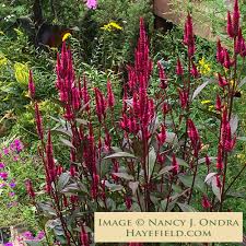 Image result for Celosia