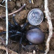 It is actually responsible for many less bites than the also notorious redback spider. Sydney Funnel Web Spider Project Noah