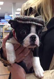 Oh My Goodness This Is Just About The Cutest Ever It S A Boston Puppy In A Grandpa Hat I Love Boston Terrier Boston Terrier Funny Boston Terrier Dog