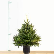 Sapin De Noel Nordmann En Pot 1 1 25m Livraison Offerte Sous Filet Pot Noir Gamm Vert