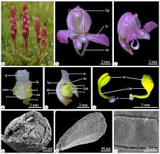 Image result for Satyrium macrophyllum