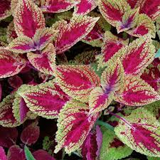 Image result for Coleus sylvestris