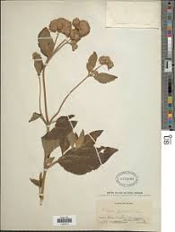 Image result for Bothriocline longipes