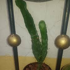 Anyone knows brasiliopuntia brasiliensis fruit? Brasiliopuntia Brasiliensis Syn Opuntia Brasiliensis Brazilian Prickly Pear In Gardentags Plant Encyclopedia