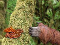 Bsa Tree Octopus Protection Vs Sasquatch Traditions