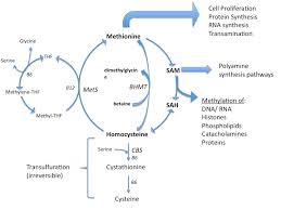 Surely these side effects make birth control pills a less than desirable option for contraception. The Role Of Methionine In Cancer Growth And Control Natural Medicine Journal