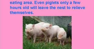 Facts About Pigs Reading Street Pig Facts Facts