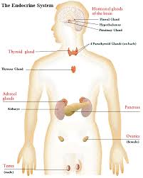 Cosbiology Lesson 6 03 Endocrine System