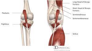 Inserts on the anterior humerus and has its origins on the. Muscles Advanced Anatomy 2nd Ed