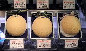 They prefer a high humidity. 200 Melons How Japan S High End Fruit Reveals Our Attitudes To Agriculture Food The Guardian
