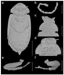 Image result for Ruspolia sp. no. 1 (Biegel 5407)