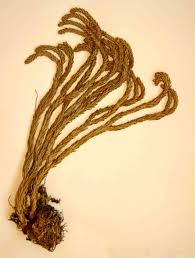 Image result for Huperzia gnidioides