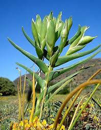 We did not find results for: Photos Of South African Plants Category Ferraria Image Ferraria Ferrariola Leaves