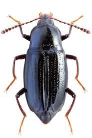 Scaphidium Quadraticolle Scaphidiidae Insectes Scarabee Les Petites Betes
