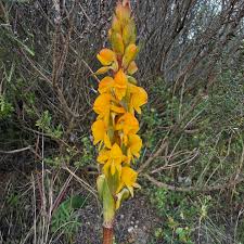 Image result for Satyrium chlorocorys