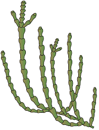 Image result for Sarcocornia