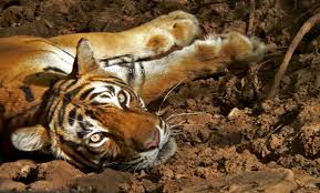 Shadow gao is an uber rare cat that can be unlocked by playing the rare cat capsule during the epicfest or superfest event. Eye Of The Tiger Junglesutra Wildlife Journeys By Creative Travel
