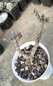 Image result for Euphorbia corniculata