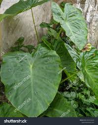 Image result for Remusatia