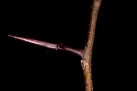 Image result for Gleditsia triacanthos