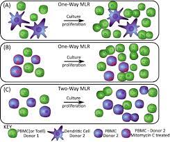 Mixed Lymphocyte Reactions 