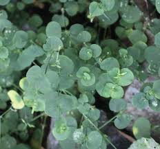 Image result for Drymaria cordata