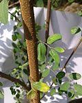 Image result for Phyllanthus polyspermus