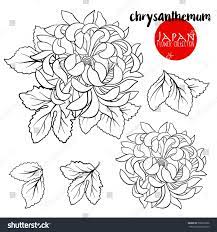 New users enjoy 60% off. Chrysanthemum Flowers Stock Line Vector Illustration Botanic Flowers Outline Drawing Chrysanthemum Flower Drawing Chrysanthemum Drawing Flower Drawing